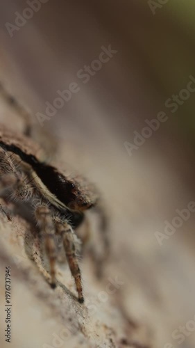 spider on the ground