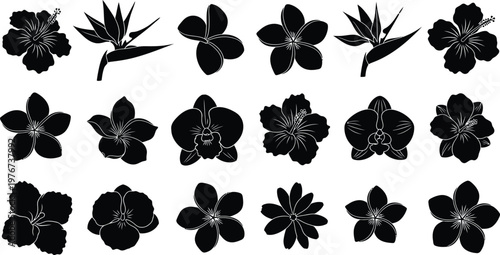 Black flower silhouettes on white background flowers floral