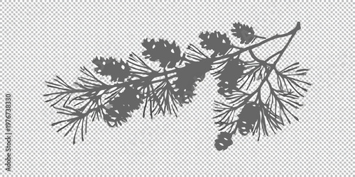 A detailed silhouette of a coniferous tree branch with pinecones