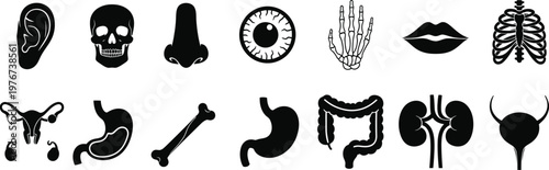 Set of human body part and organ icons in silhouette with silhouette, intestine