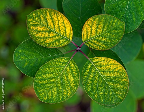 Close-up of green and yellow foliage, a top-down view