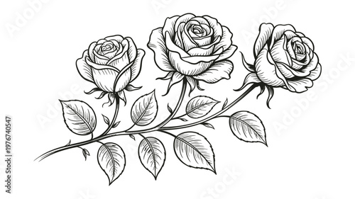 Three beautifully illustrated roses with delicate petals and leaves, gracefully arranged on a single stem in a detailed line art style.