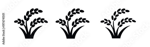 Rice plant vector icon set with elongated grains. Agriculture symbol for harvest, food, and organic produce.