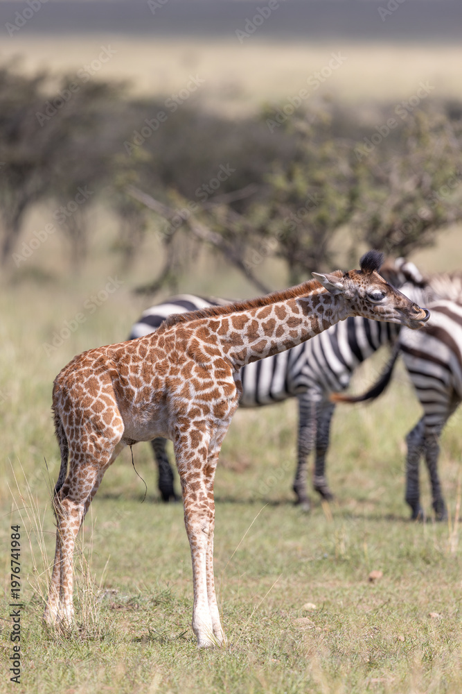 Obraz premium Giraffe Calf Licking nose