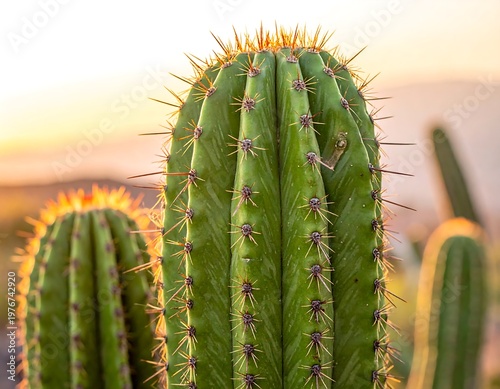 Close-up of green cacti with sharp spines, golden light setting