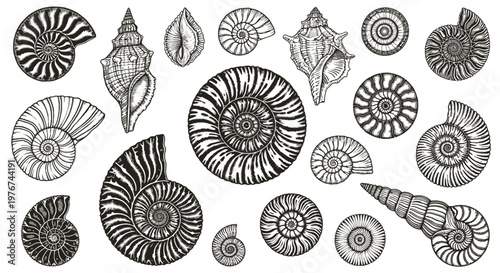 Collection of Prehistoric Ammonite Fossils and Seashells Vintage Illustration Vector Design Element