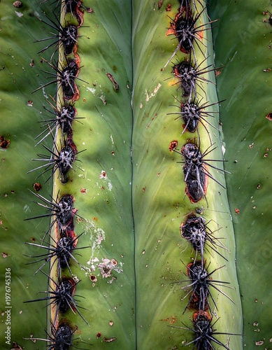Close-up of green cactus segment with black thorns and textured surface