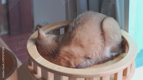 pet care concept with play and happy feeling with british cat in living room 