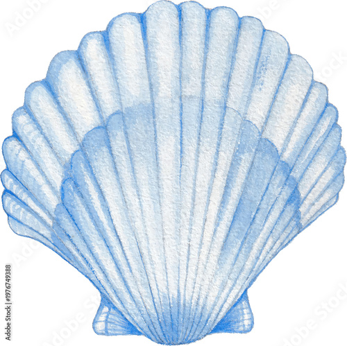 shell watercolor illustration soft pastel seashell clipart beach ocean element