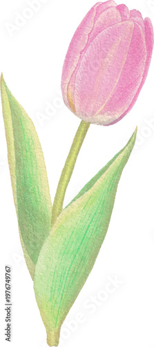 Tulip watercolor flower isolated botanical clipart soft design