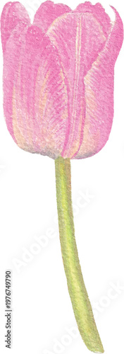 Tulip watercolor floral illustration delicate bloom botanical art