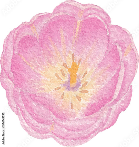 Tulip watercolor botanical flower illustration soft pastel floral