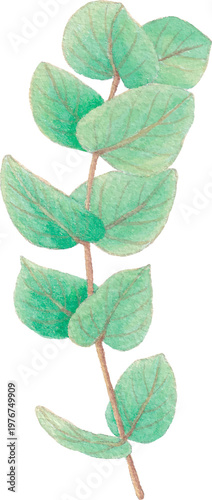 leaf watercolor foliage element botanical clipart isolated
