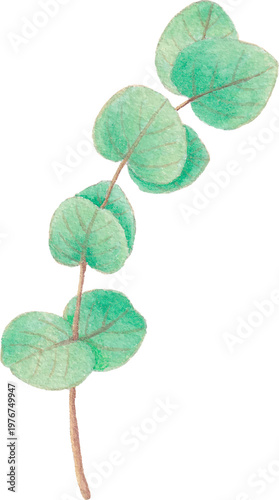 Eucalyptus leaf watercolor botanical element greenery illustration clipart
