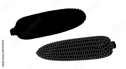 Two corn cobs one detailed and one silhouetted displayed against a white background