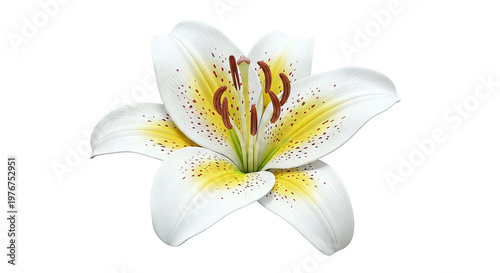 Close-up of a White Lily with Yellow and Red Spots