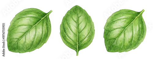 Watercolor basil three leaves set isolated botanical herb