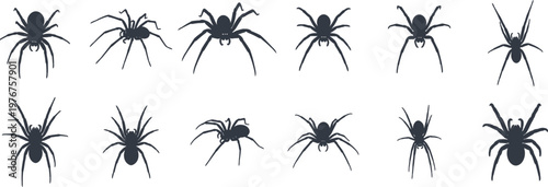 Collection of black spiders a creepy crawly arrangement