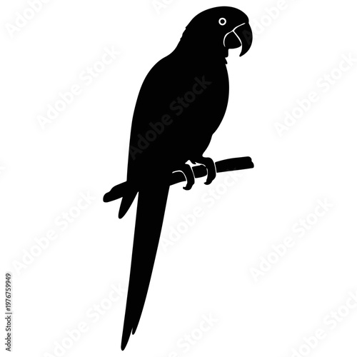 Silhouette of parrot perched on branch bird black white background