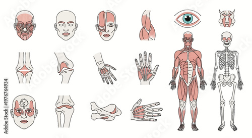 Comprehensive collection of human anatomy line icons illustrating the muscular system, skeletal frame, facial muscle groups, hand structure, knee joints, and anatomical eye detail.