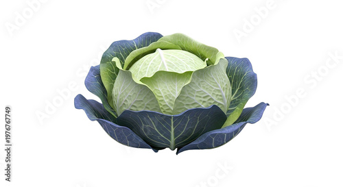 Fresh Green Cabbage