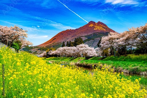 由布院の桜並木