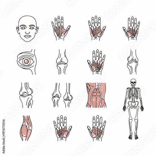 Human anatomy vector line icon set featuring detailed illustrations of the head, hand tendons, eye anatomy, knee joints, abdominal muscle groups, and a full human skeleton on white background.