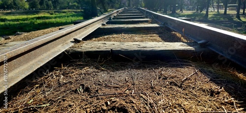 railroad tracks in the forest