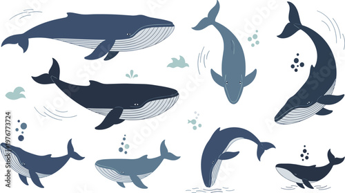 Whale Vector Illustration Set with Different Swimming Poses and Angles for Ocean, Marine Life, Underwater Wildlife, and Aquatic Nature Design Projects.
