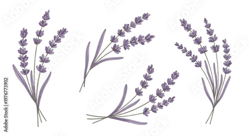 Set of four distinct watercolor lavender sprigs and bunches with purple blossoms and muted green stems, hand-painted botanical illustration isolated on a white background.