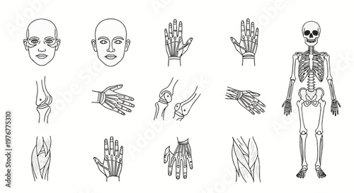 Human anatomy line icon set including a full skeleton, facial diagrams, hand muscle and bone structures, knee joints, and leg muscle groups isolated on a white background.
