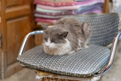 Silver grey and white cat sitting Morocco