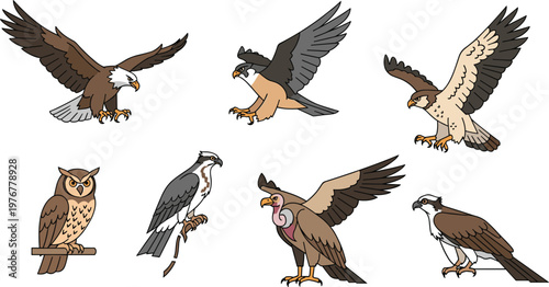 Bird of Prey Vector Set with Eagle Hawk Falcon Owl Vulture Isolated on White Background