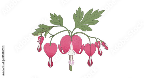 Delicate bleeding heart flowers with dissected green leaves illustration; romantic spring blossoms in soft pink and white hues
