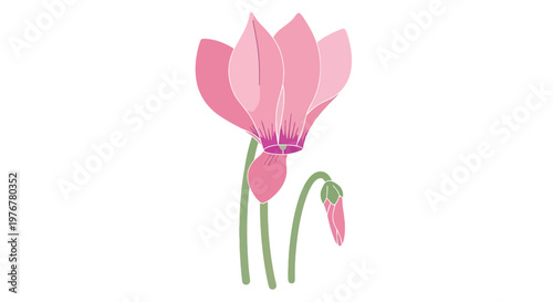 Delicate pink cyclamen flower illustration with unopened bud; stylized drawing of a single plant against white background for stock use