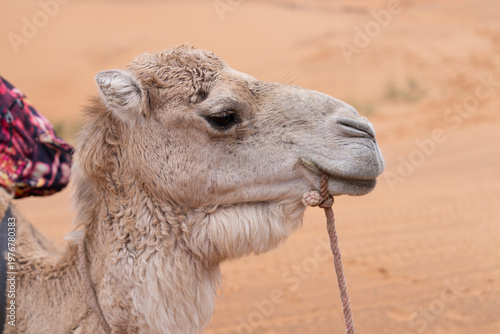 Camel Head, Sahara Desert