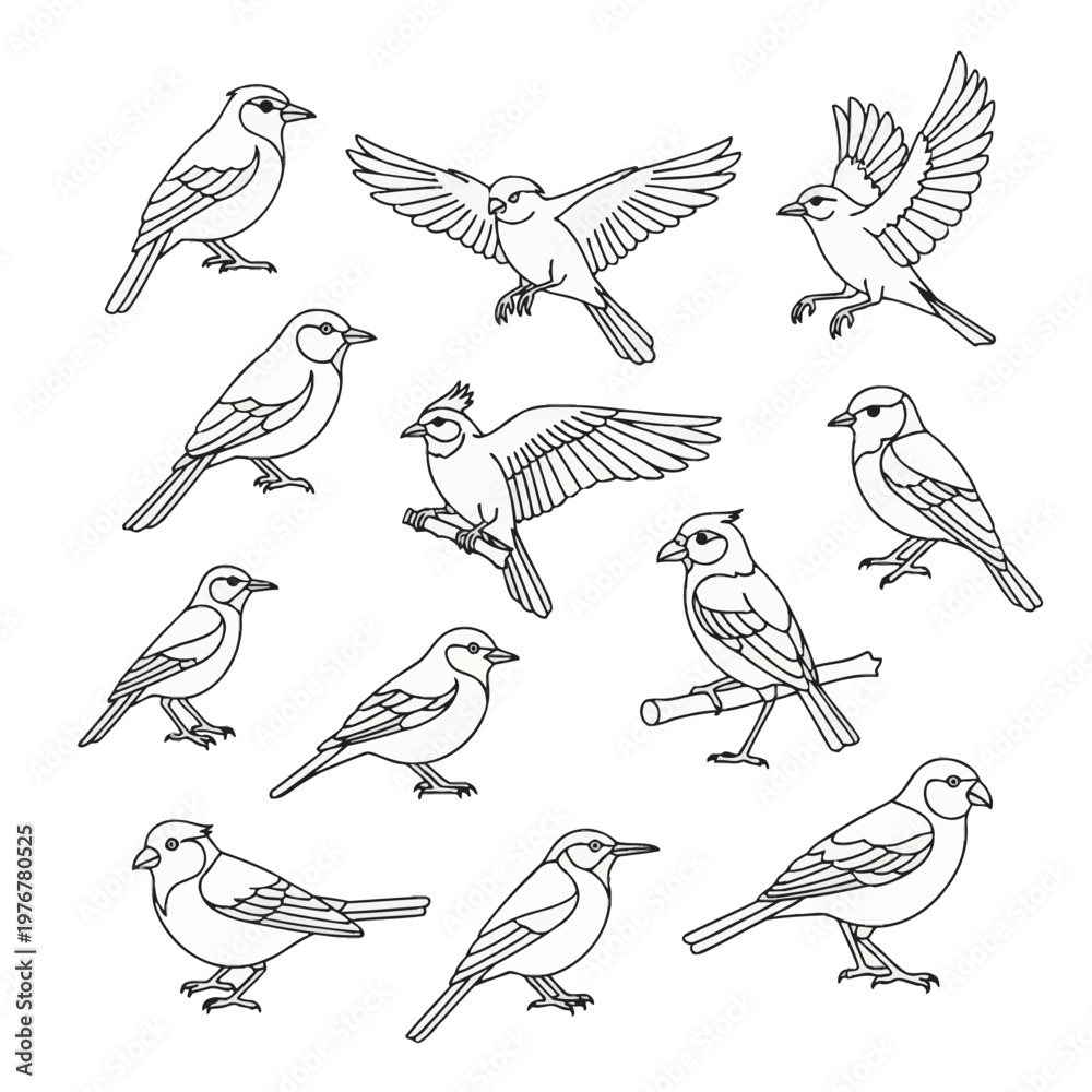 Obraz premium Collection of eleven bird line art illustrations featuring various songbirds in different poses like flying, perching on branches, and landing on a white background for coloring.