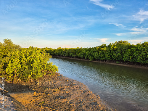 Lush Green Mangrove Forest by the Riverbank Under a Clear Blue Sky
