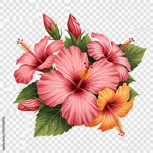 Botanical vector illustration of a cluster of pink and orange hibiscus flowers with detailed petals, yellow stamens, green leaves, and unopened buds isolated on a transparent background.