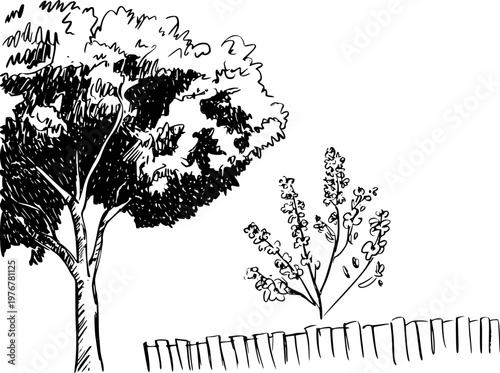 Hand drawn of a tree and flowering bush with a picket fence white background flowers