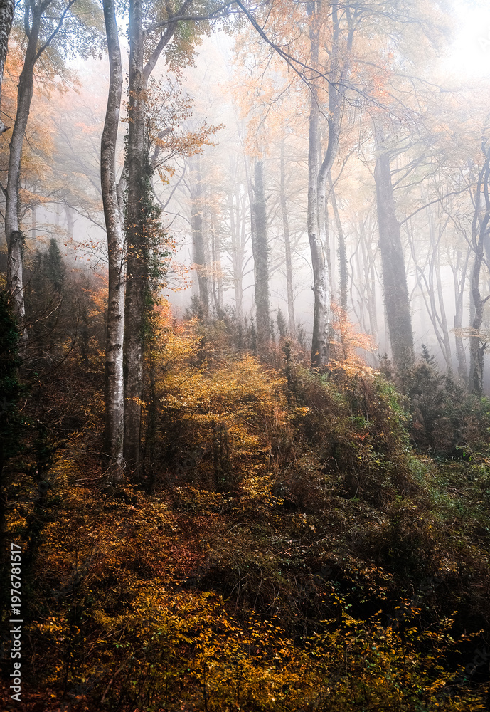 Obraz premium Autumn forest in the fog