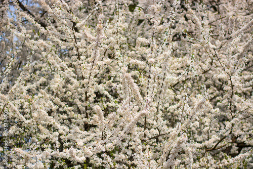 the wonderful spectacle of spring blossoming