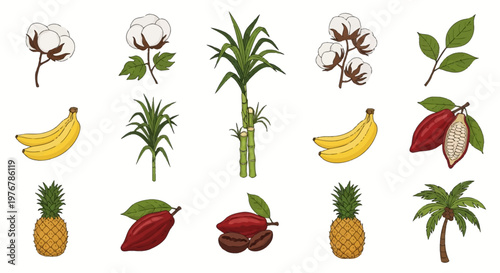 Vector illustration set of tropical agricultural crops featuring cotton plants, sugarcane stalks, yellow bananas, red cocoa pods and beans, whole pineapples, and a palm tree.