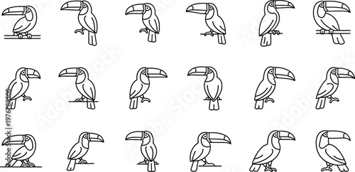 Collection of black line toucan in various poses on white background bird line black and white simple