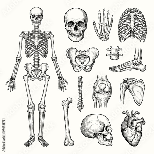 Human skeleton anatomy set: vintage medical engraving of skull, spine, rib cage and internal heart
