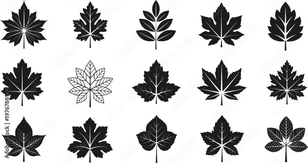 Obraz premium Collection of fifteen black leaf with detailed veins and serrated edges leaves
