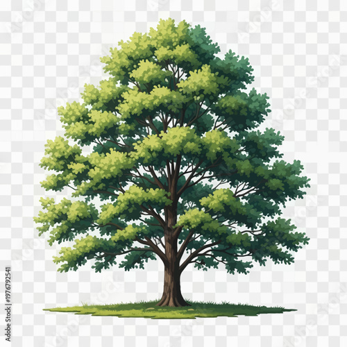 Detailed vector illustration of a large deciduous poplar tree with a lush green leaf canopy and thick brown trunk, isolated on a grass patch with a transparent background grid.