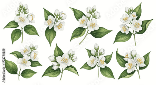 Watercolor illustration of white jasmine flower sprigs with green leaves and buds, isolated on white background. Botanical collection of blooming jasmine clusters for floral design.