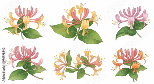 A collection of watercolor illustrations featuring six separate honeysuckle flower sprigs with pink, yellow, and orange tubular blooms and green leaves isolated on white.