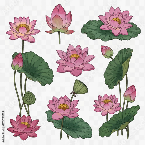 Set of detailed botanical illustrations featuring pink lotus flowers, closed buds, green lily pad leaves, and seed pods isolated on a transparent background for design.